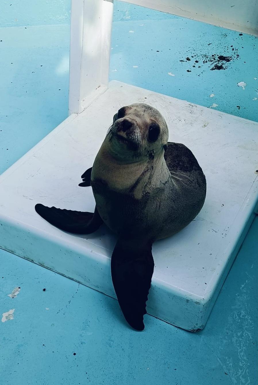 $!Gran Acuario Mazatlán fortalece el bienestar animal mediante capacitación especializada en lobos marinos