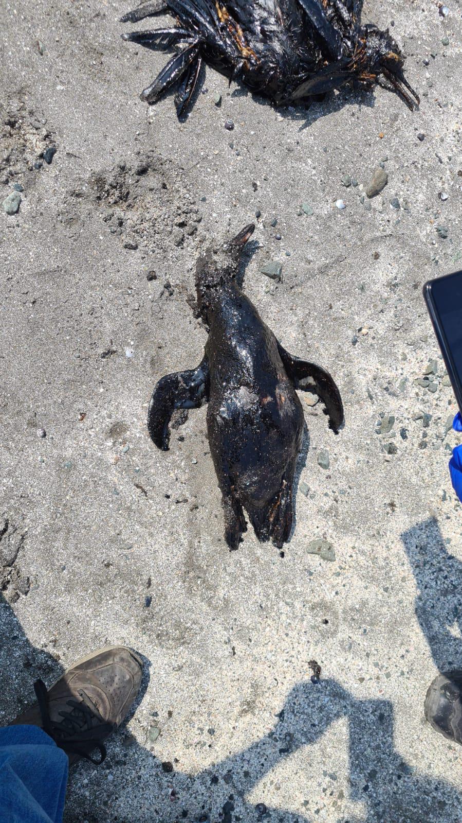 $!Un pingüino y un ave yacen muertos tras el derrame de petróleo ocurrido el 15 de enero.