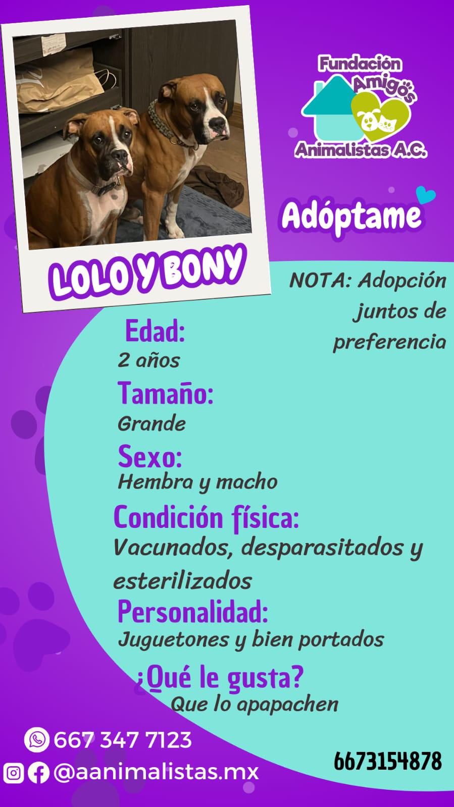 $!Así puedes rescatar a un perro o gato en situación de calle, según activista