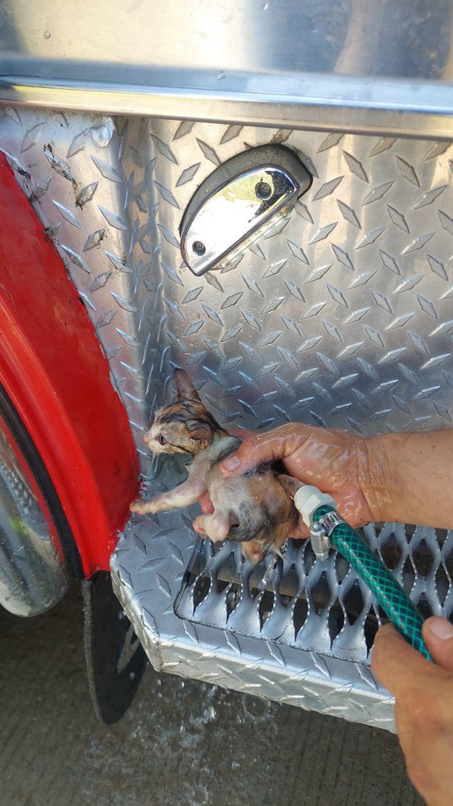 $!Bomberos de Mazatlán salvan a dos gatitos atrapados en una tubería