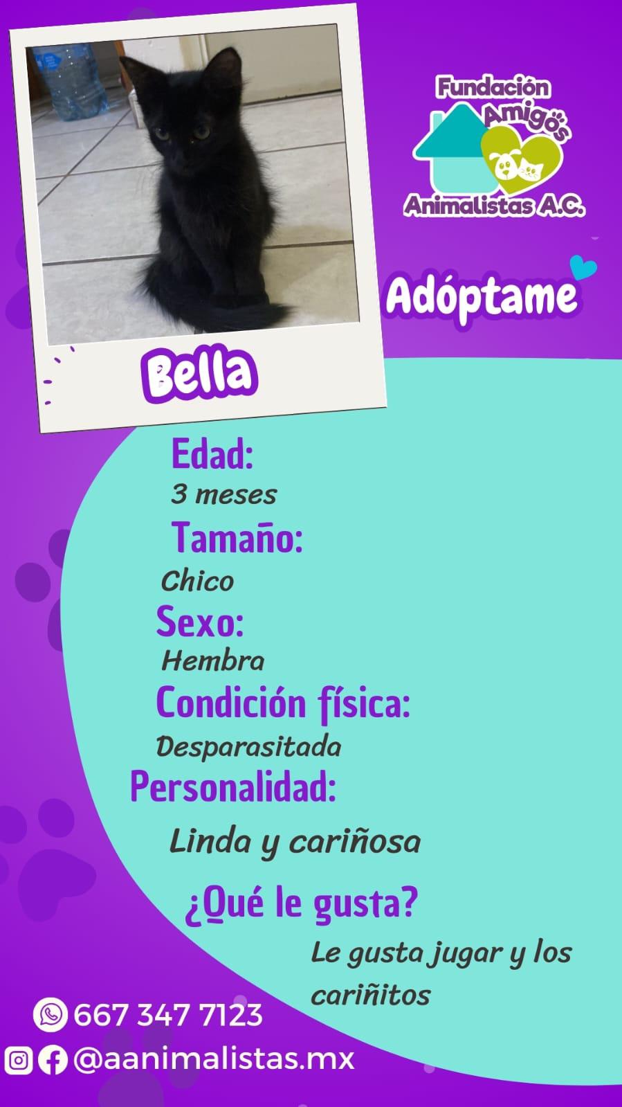 $!Así puedes rescatar a un perro o gato en situación de calle, según activista