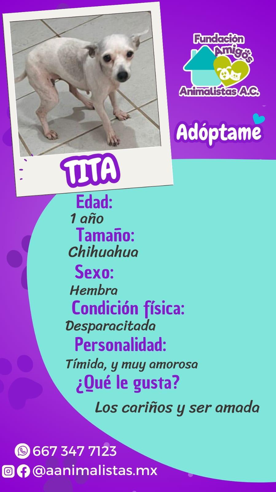 $!Así puedes rescatar a un perro o gato en situación de calle, según activista