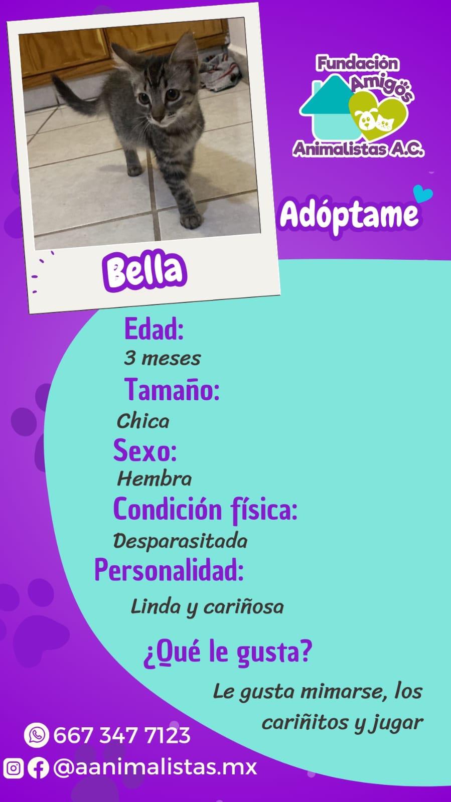 $!Así puedes rescatar a un perro o gato en situación de calle, según activista