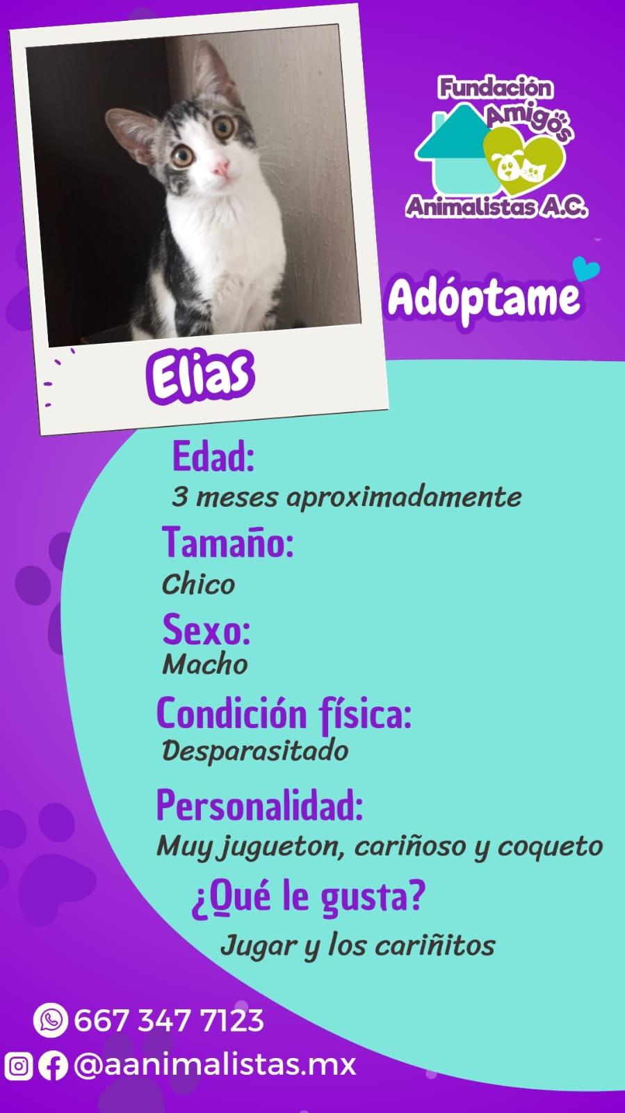 $!Así puedes rescatar a un perro o gato en situación de calle, según activista