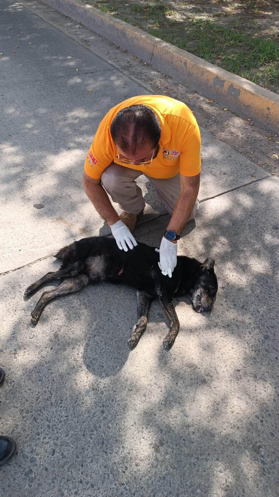 $!Accidente de moto deja un lesionado y un perrito muerto en Mazatlán