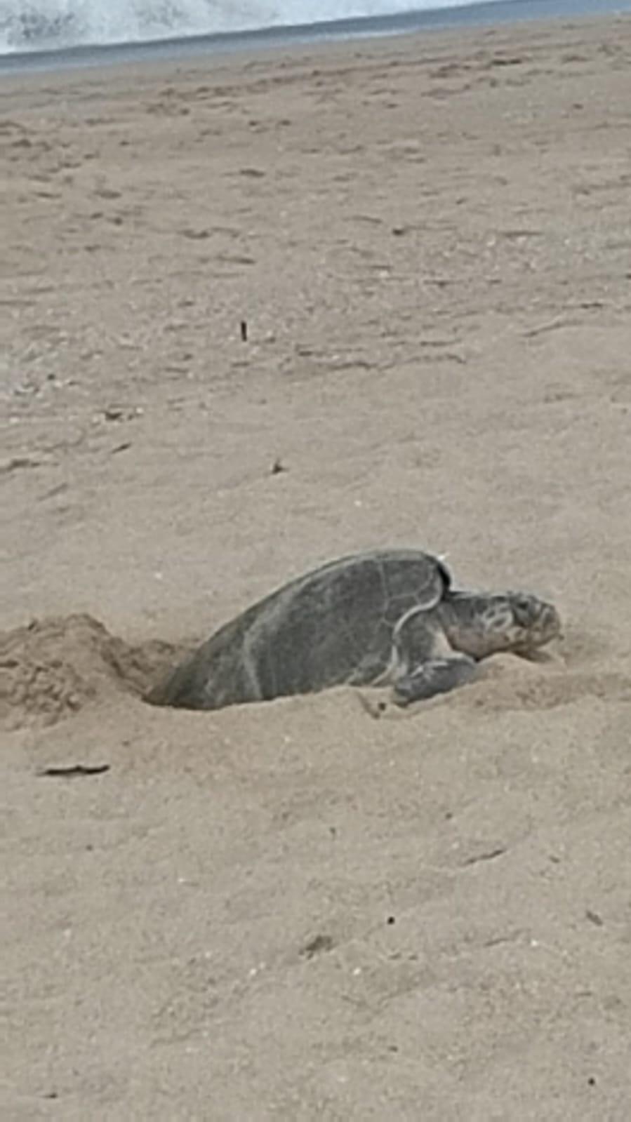 $!Además de los atardeceres, Mazatlán también vive la experiencia del desove de tortugas marina