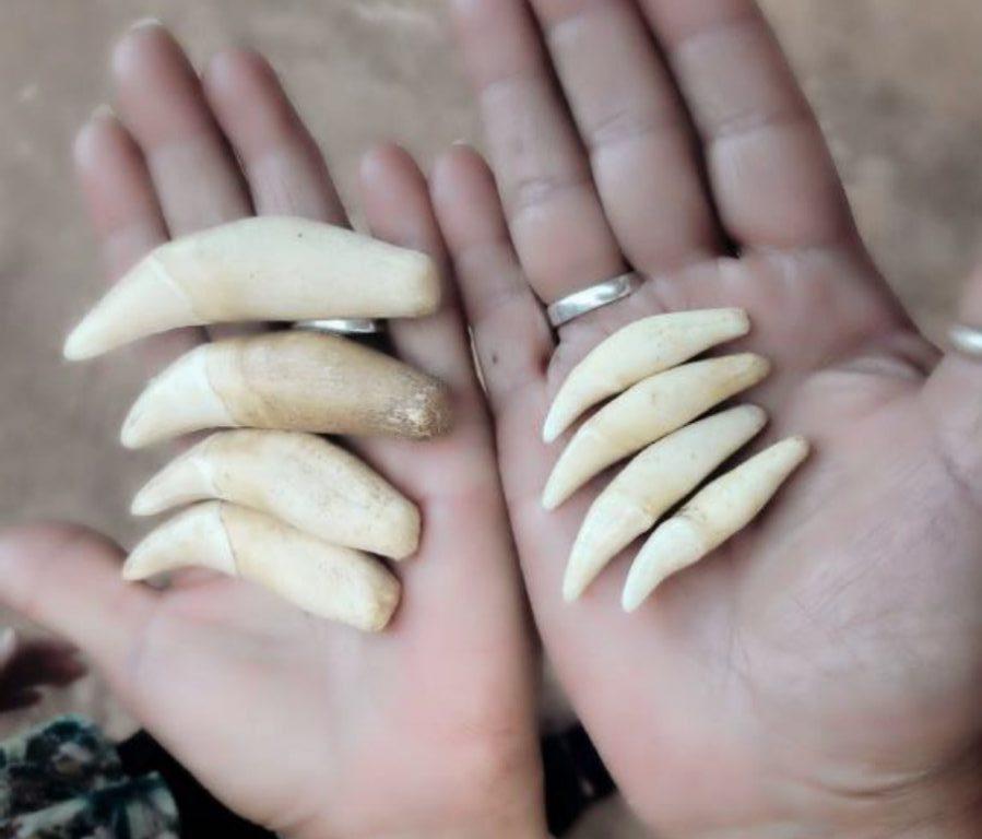 $!Según estudios realizados en Bolivia, los colmillos de jaguar son la parte más buscada por los traficantes.