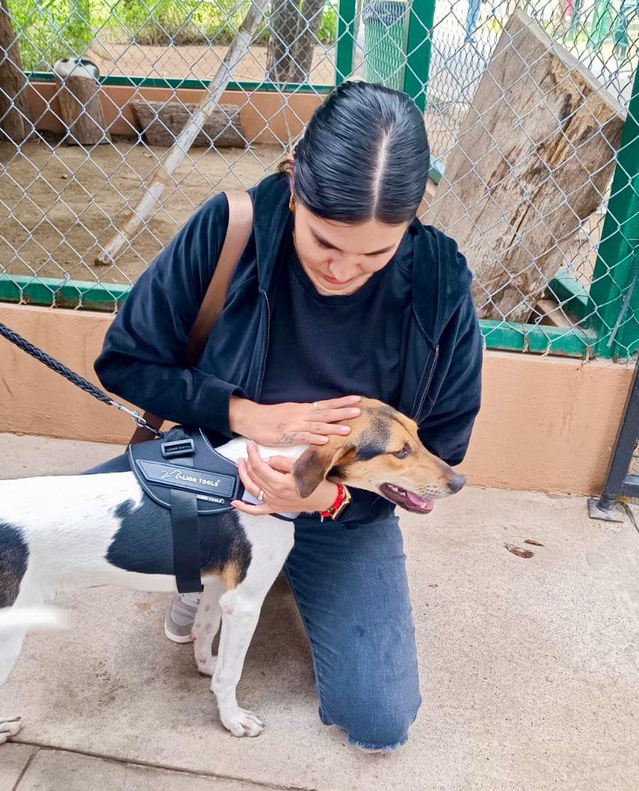 $!‘Huellitas del Bienestar’ logra 9 adopciones de perritos y gatitos durante su primera jornada del año