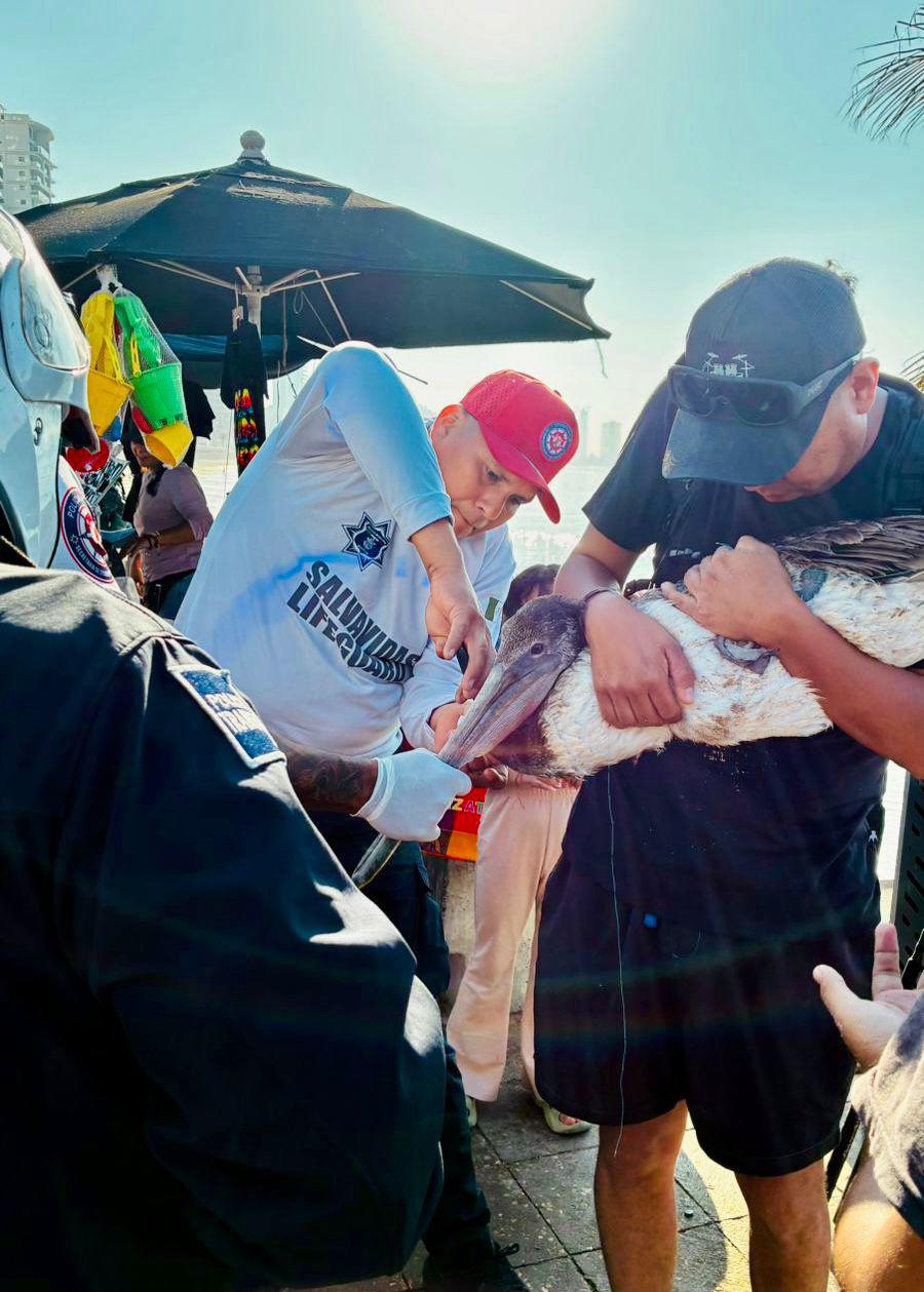 $!Atienden a pescador y a pelícano lesionados con un anzuelo en Mazatlán