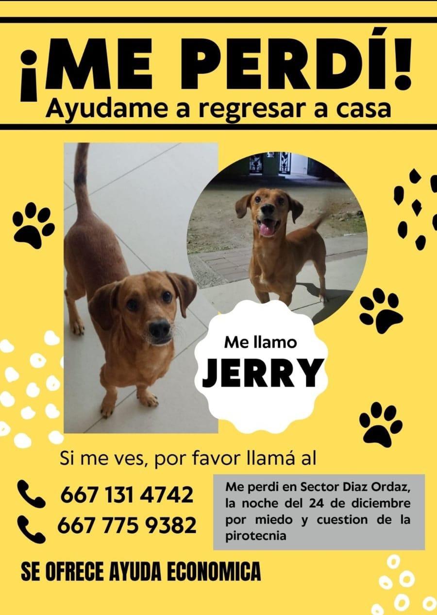 $!¿Los has visto? Decenas de perros perdidos deja la Navidad en Culiacán