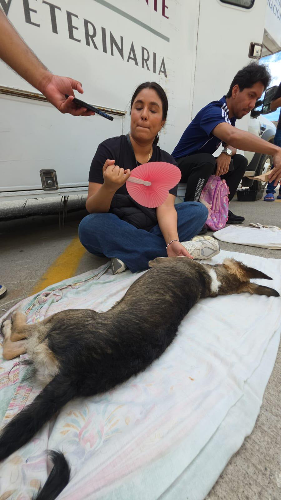 $!Dueños de mascotas responden a jornada gratuita de esterilización en Mazatlán y promueven la tenencia responsable