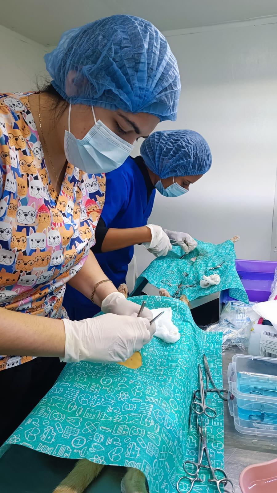 $!Realizan 22 esterilizaciones y dos mascotas hallan un hogar verdadero en Mazatlán