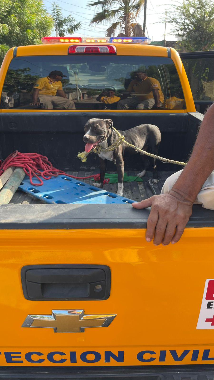 $!Ataca pitbull a menor en Escuinapa; le provoca heridas de gravedad