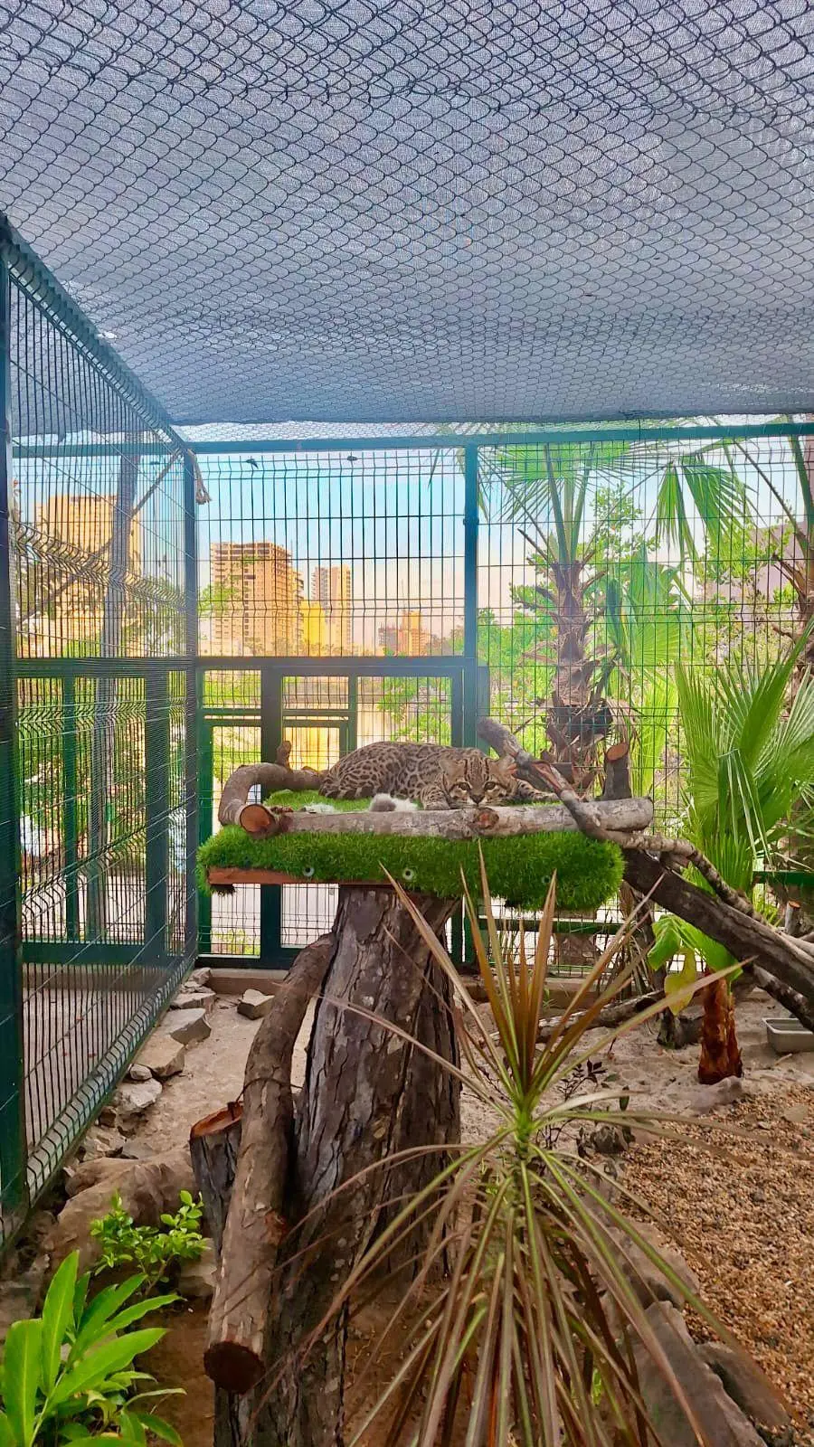 $!Gran Acuario Mazatlán renueva la aventura con nuevas especies y experiencias interactivas