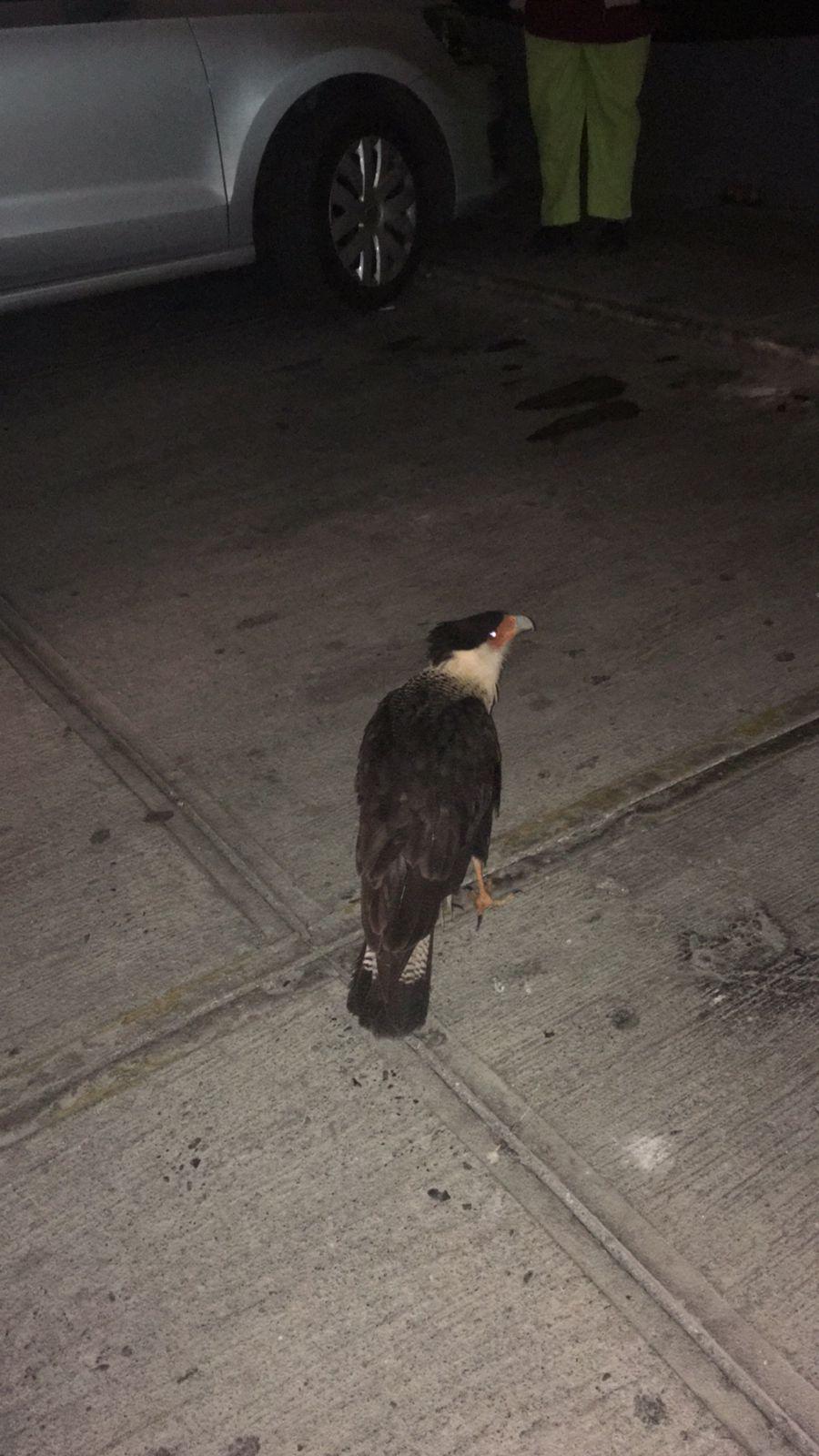 $!Piden apoyo urgente para ayudar a un quelele que tiene algo atorado en el cuello, en calle de Mazatlán