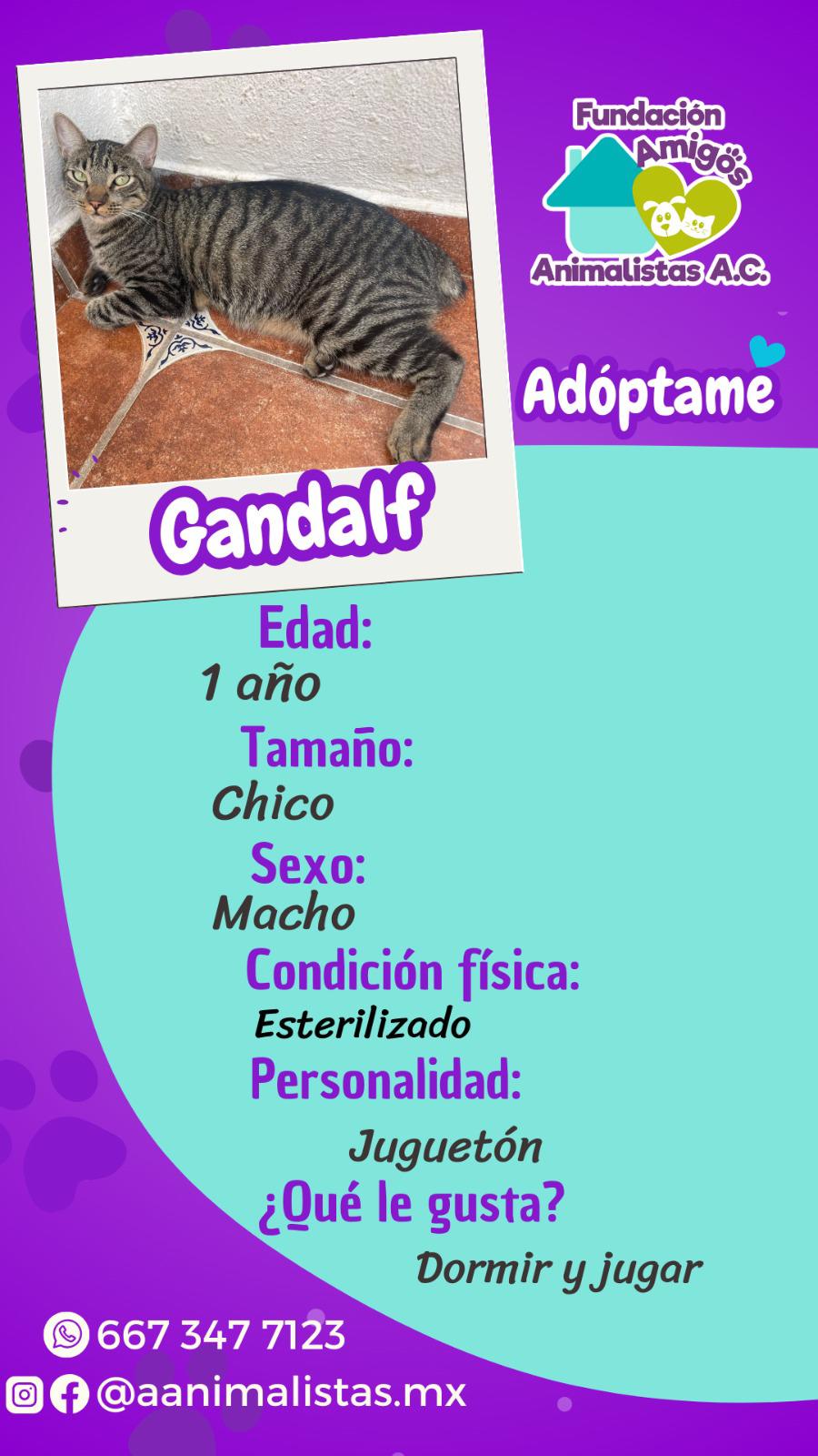 $!Así puedes rescatar a un perro o gato en situación de calle, según activista