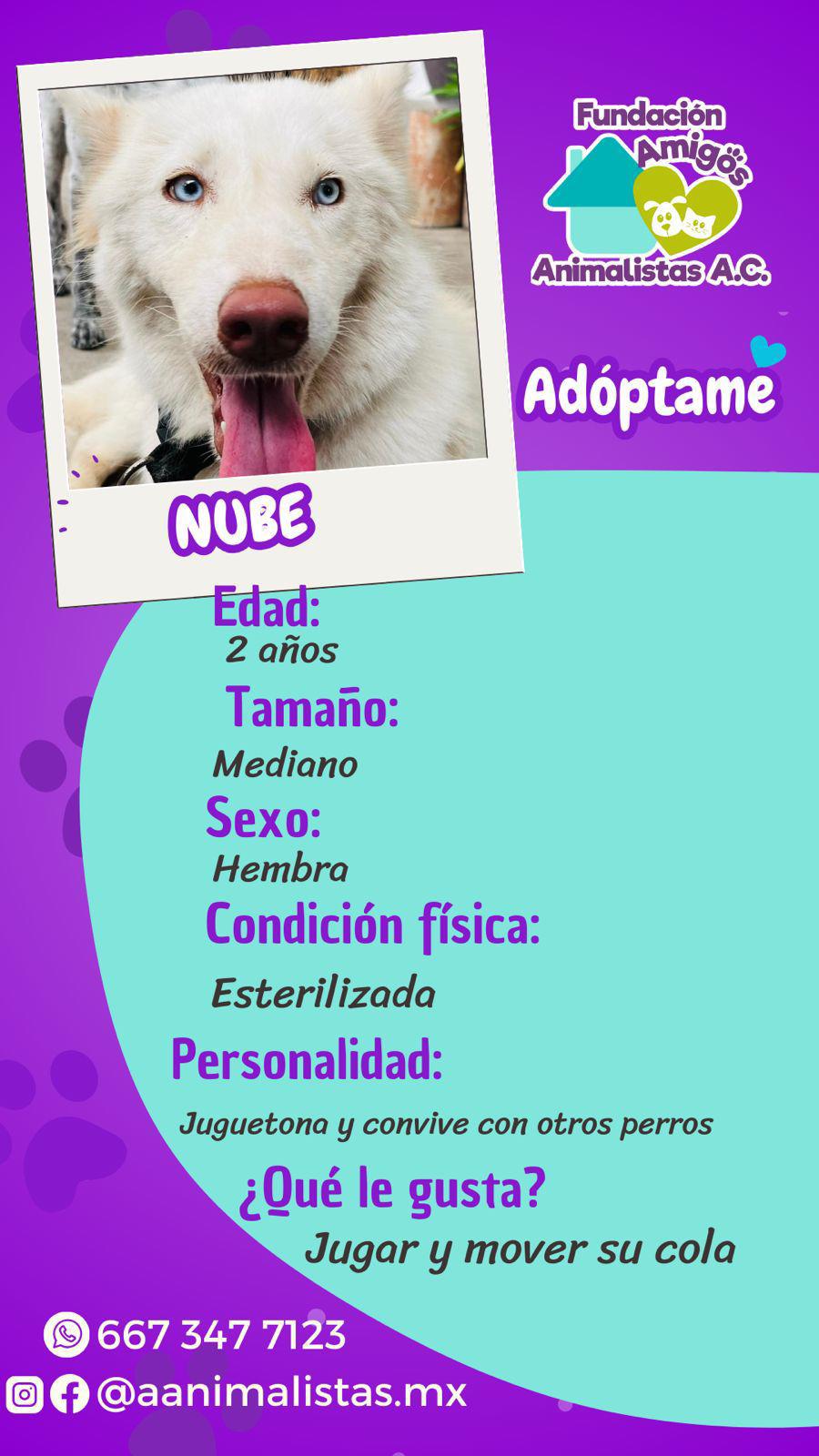 $!Así puedes rescatar a un perro o gato en situación de calle, según activista
