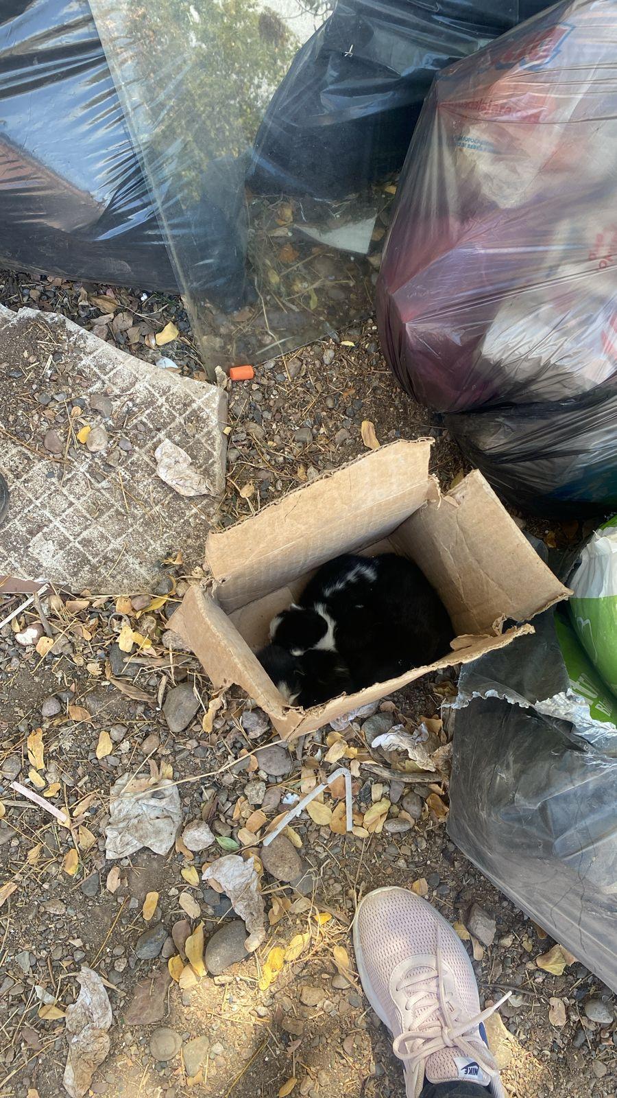 $!Utilizan a menor para tirar gatos recién nacidos en la basura de escuela primaria en Culiacán