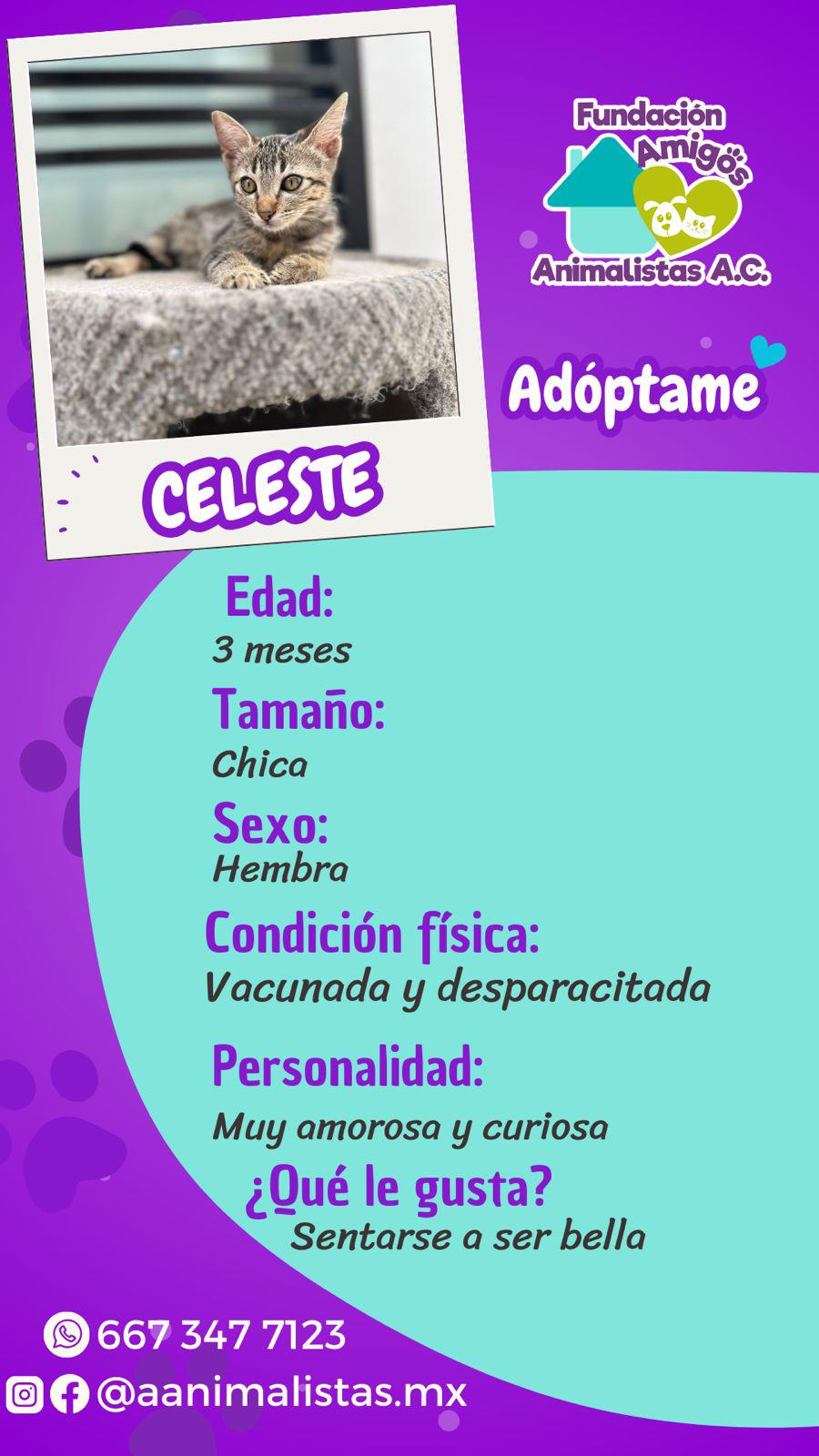 $!Así puedes rescatar a un perro o gato en situación de calle, según activista