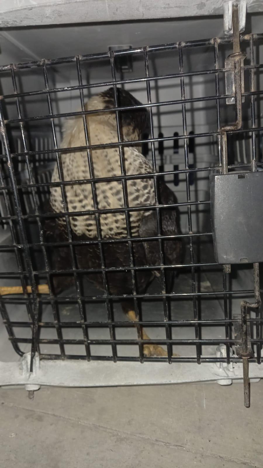 $!Recogen policías al quelele y lo llevan al Acuario Mazatlán