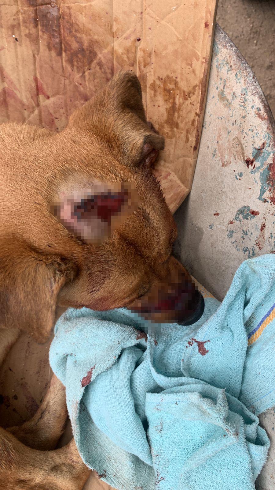 $!Fundación denuncia ataque con machete a perro en Culiacán
