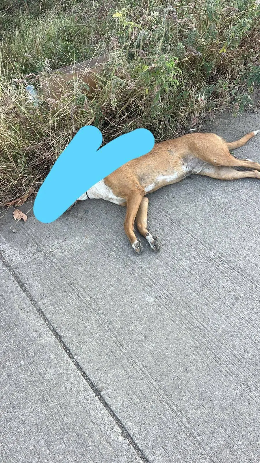 $!Embiste motociclista a perrito, el conductor sale lesionado y el lomito pierde la vida, en Mazatlán