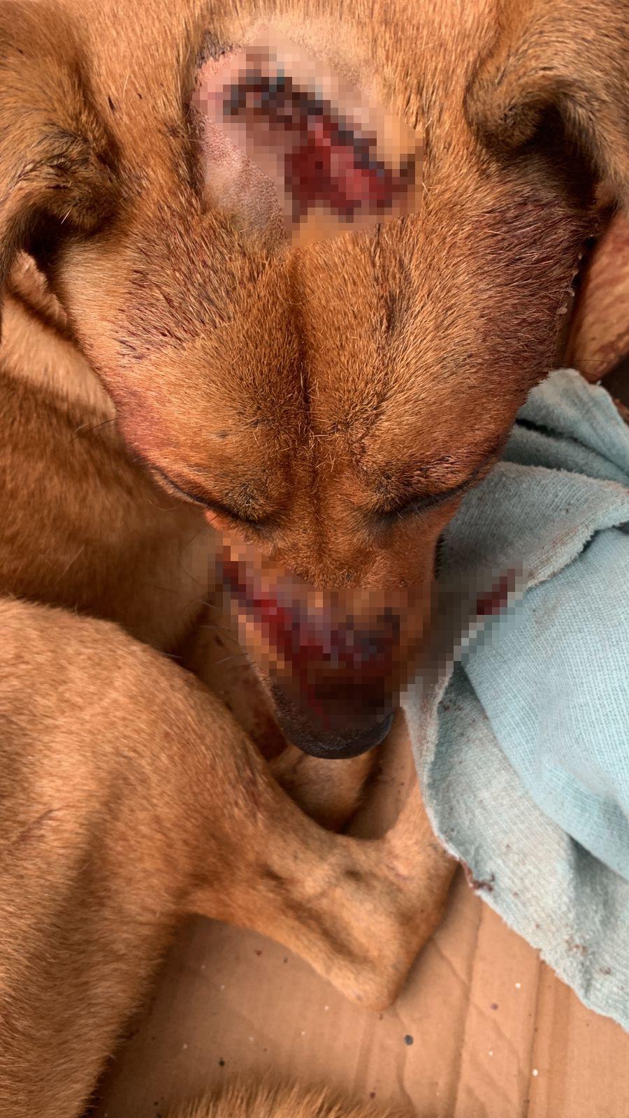 $!Fundación denuncia ataque con machete a perro en Culiacán