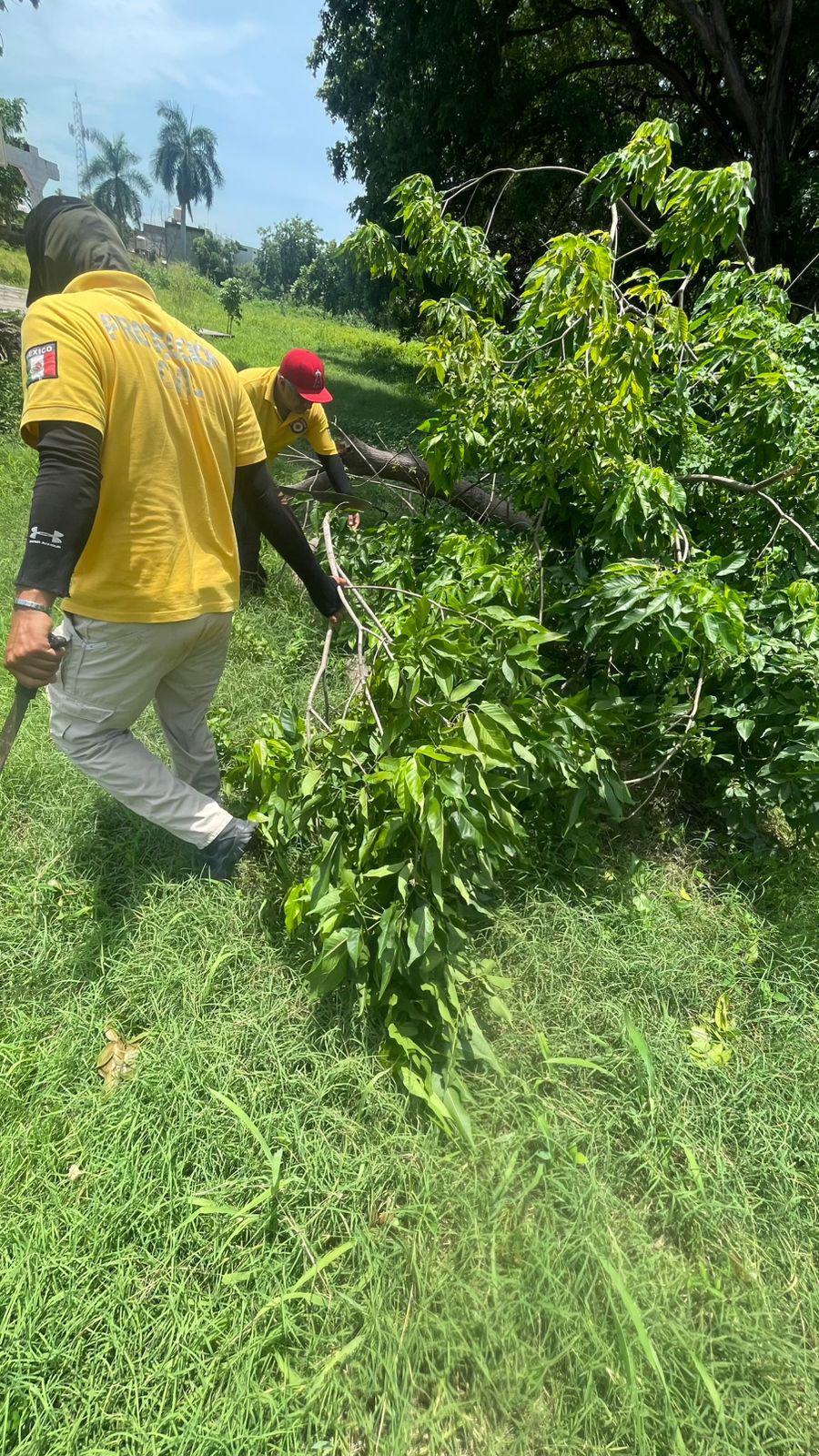 $!Lluvias en Escuinapa dejaron apagones y al menos dos árboles caídos