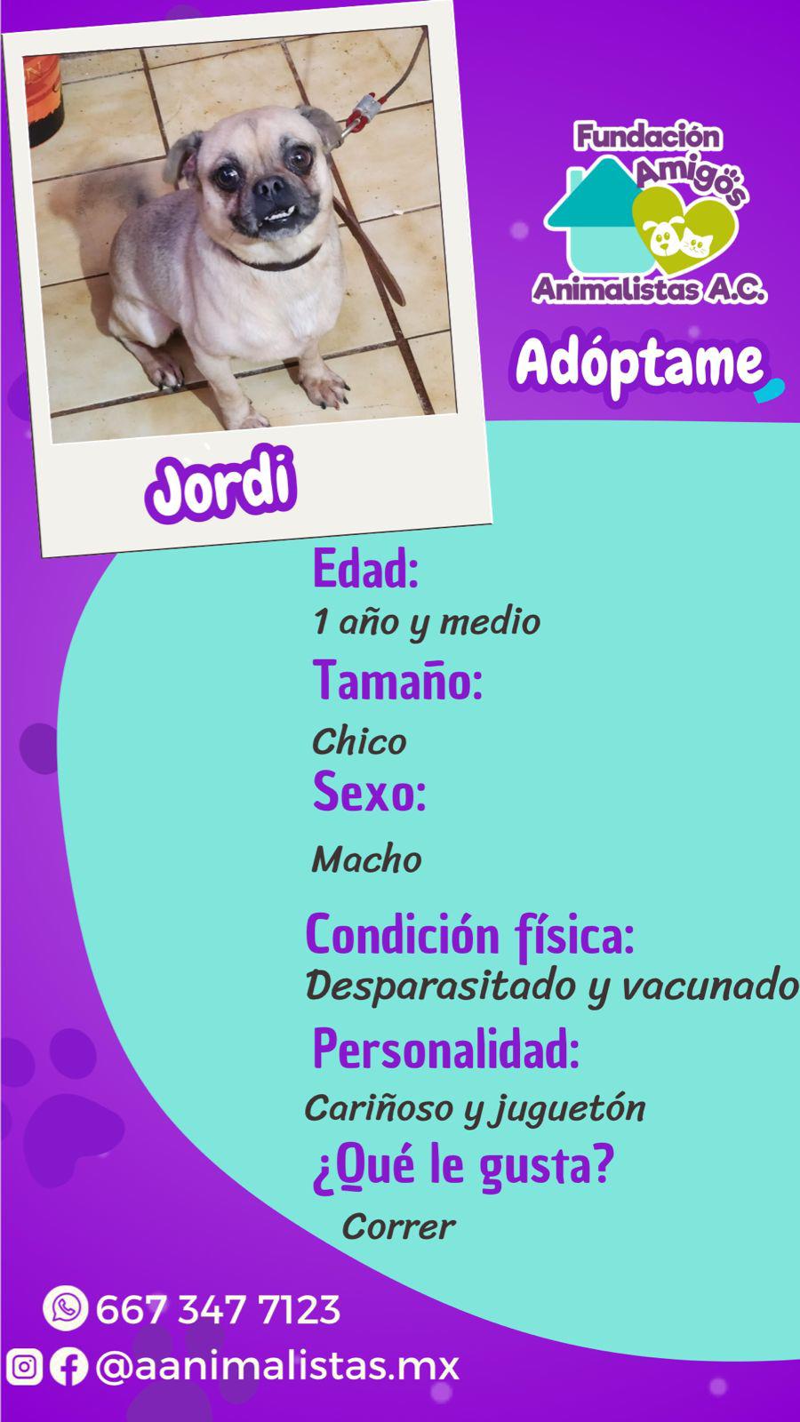 $!Así puedes rescatar a un perro o gato en situación de calle, según activista