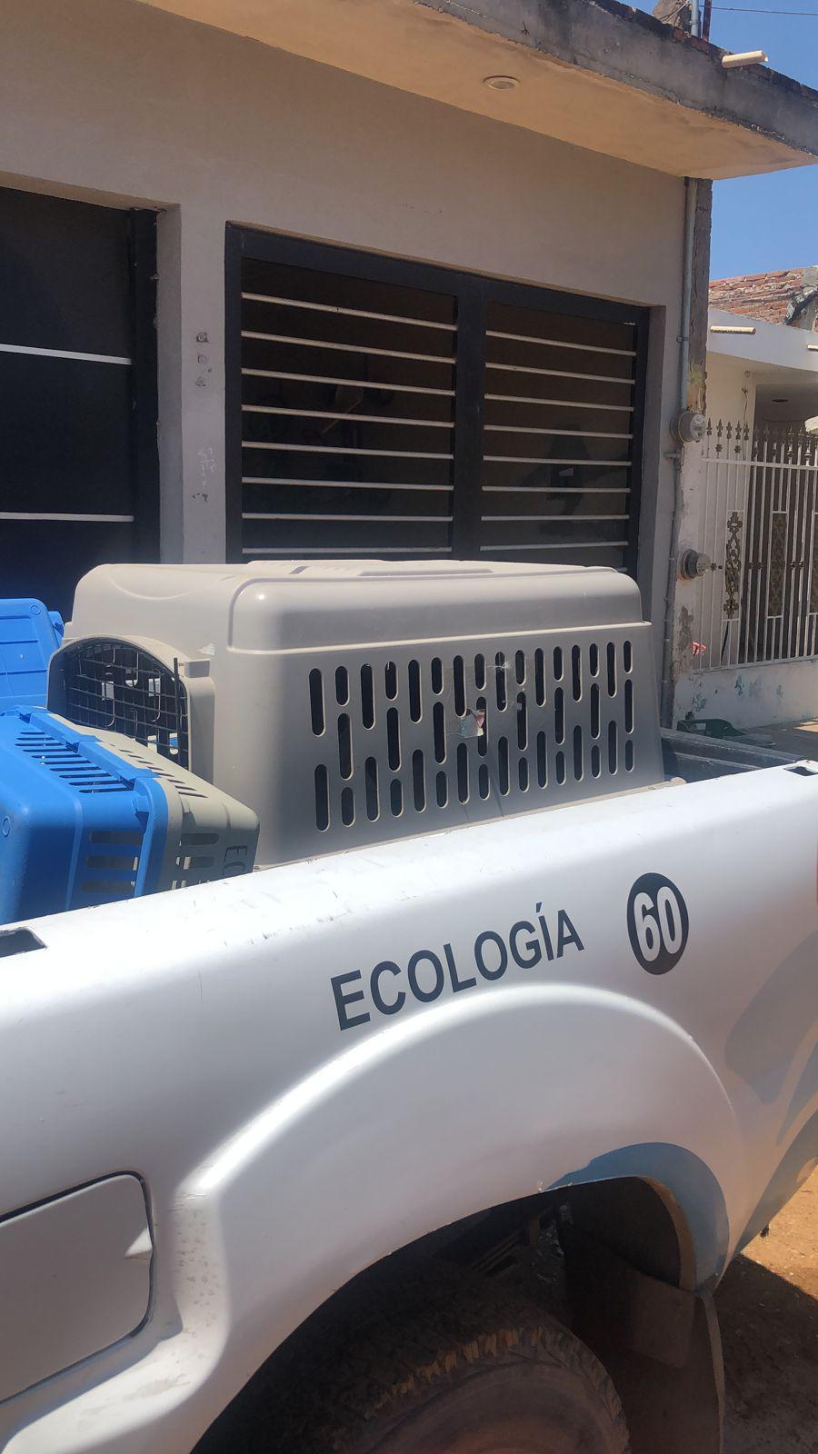 $!Ecología de Mazatlán enlaza a dos perritos con fundación que los atenderá