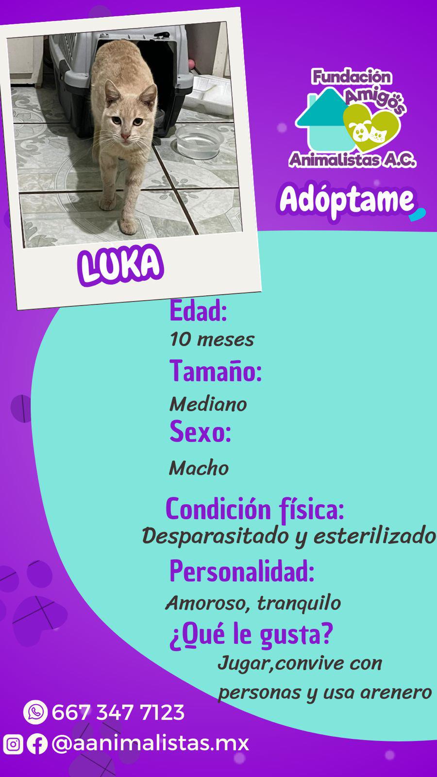 $!Así puedes rescatar a un perro o gato en situación de calle, según activista