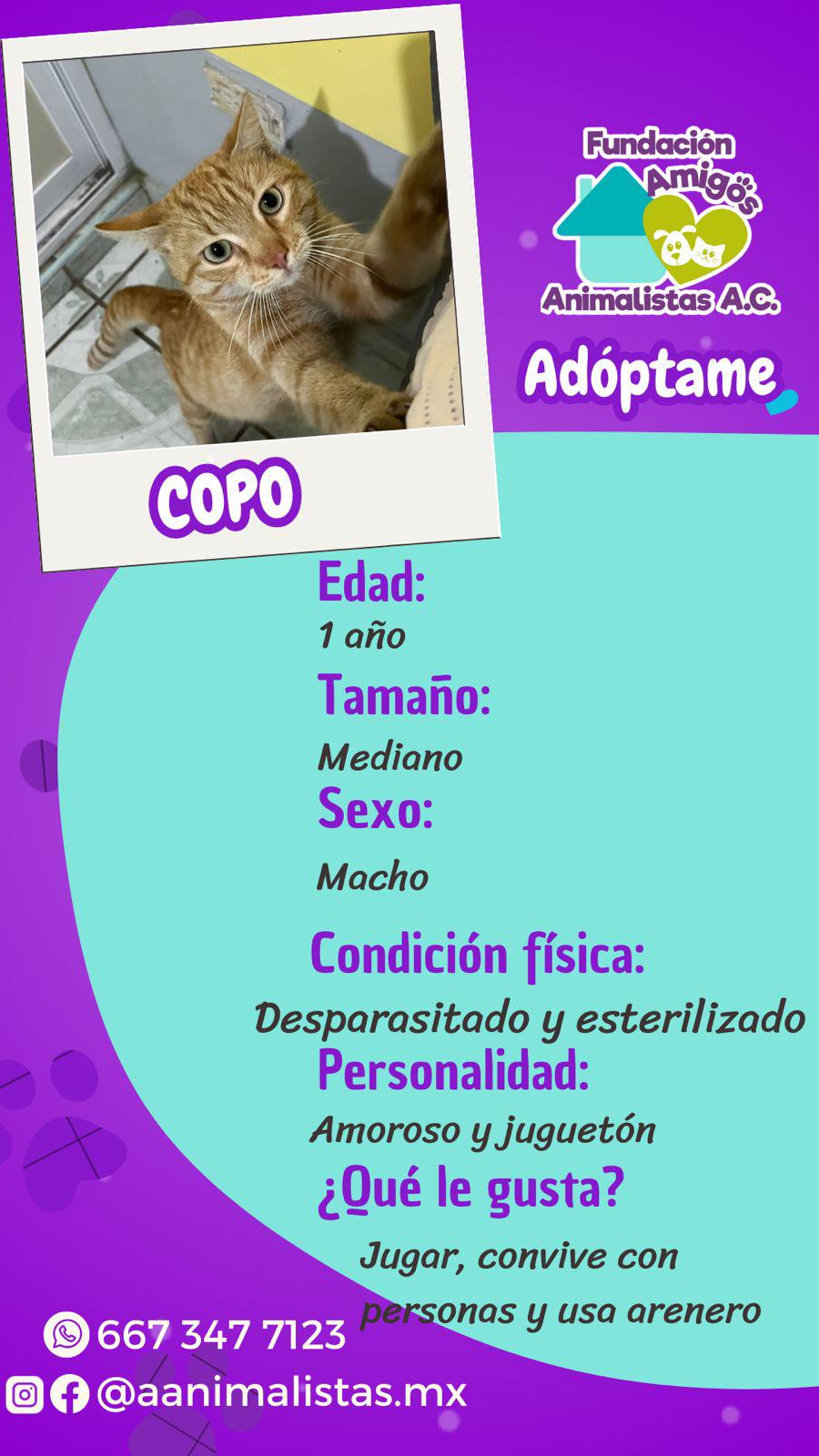 $!Así puedes rescatar a un perro o gato en situación de calle, según activista