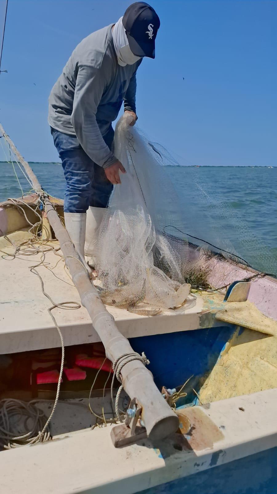 $!En Altata inicia captura de camarón con más producto y mejores tallas que años atrás