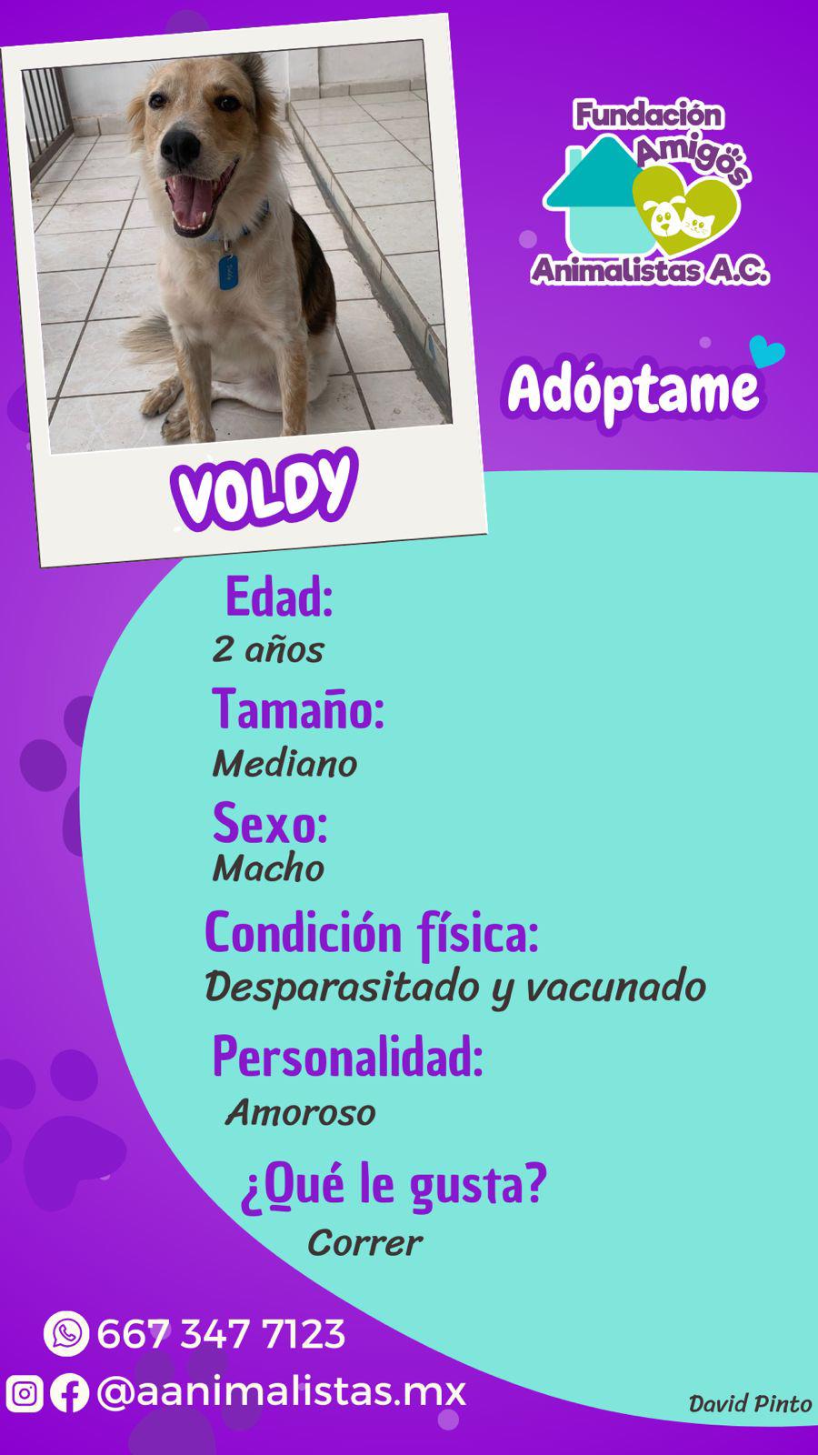 $!Así puedes rescatar a un perro o gato en situación de calle, según activista