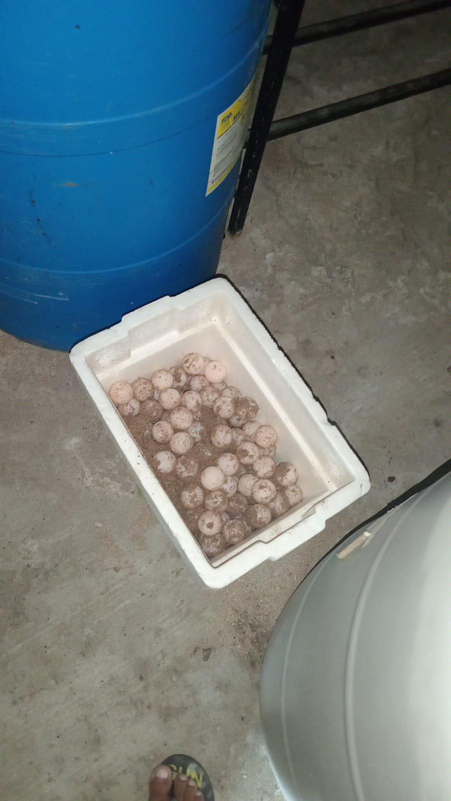 $!Contaminación, depredación y sequía frenan desove de tortugas en playas de México