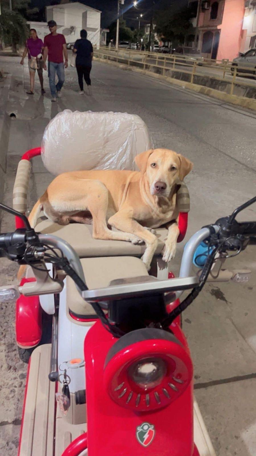 $!Denuncia activista presunto acoso tras rescatar a perrita maltratada en Mazatlán