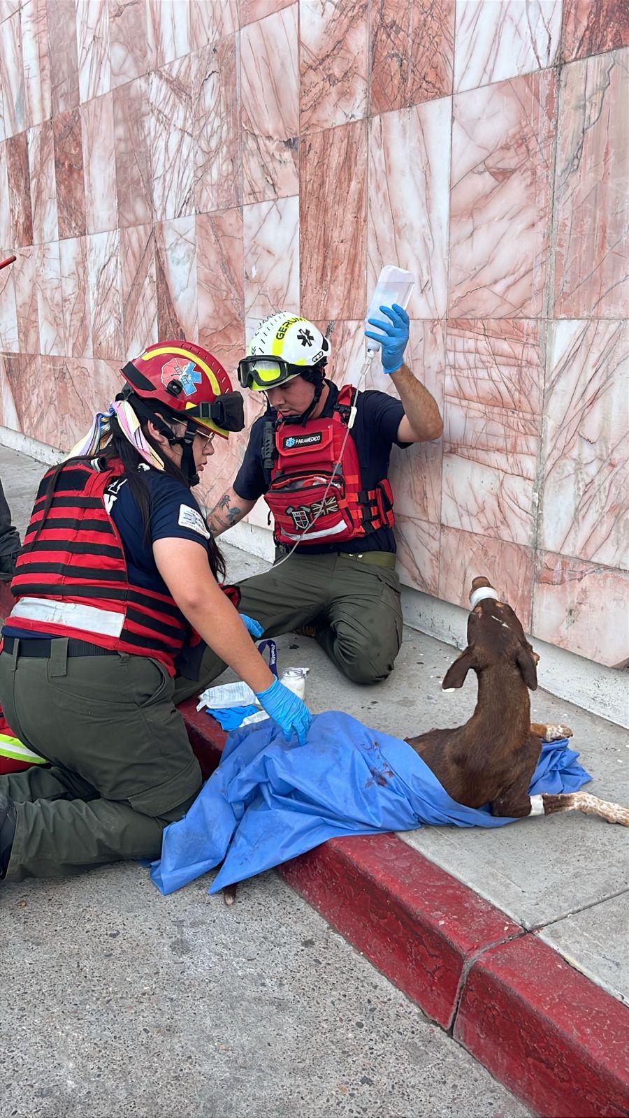 $!Asesinan a un hombre en Culiacán; una perrita resulta herida de bala