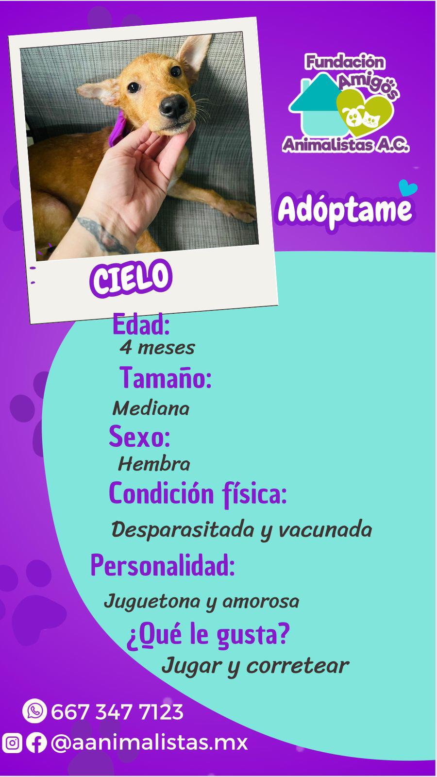 $!Así puedes rescatar a un perro o gato en situación de calle, según activista