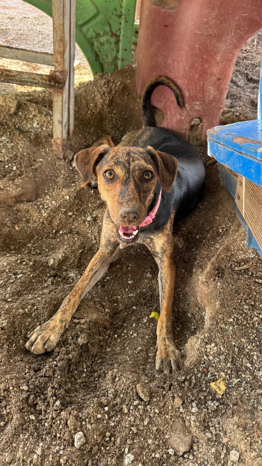 $!Sinaloa encabeza crisis de bienestar animal y situación de calle: Fundación Laika