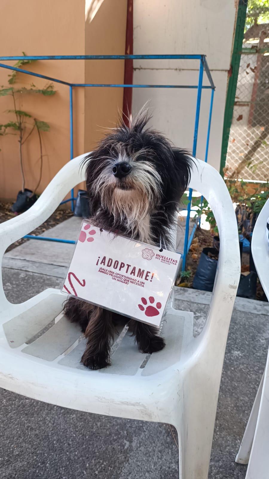 $!Realizan 22 esterilizaciones y dos mascotas hallan un hogar verdadero en Mazatlán