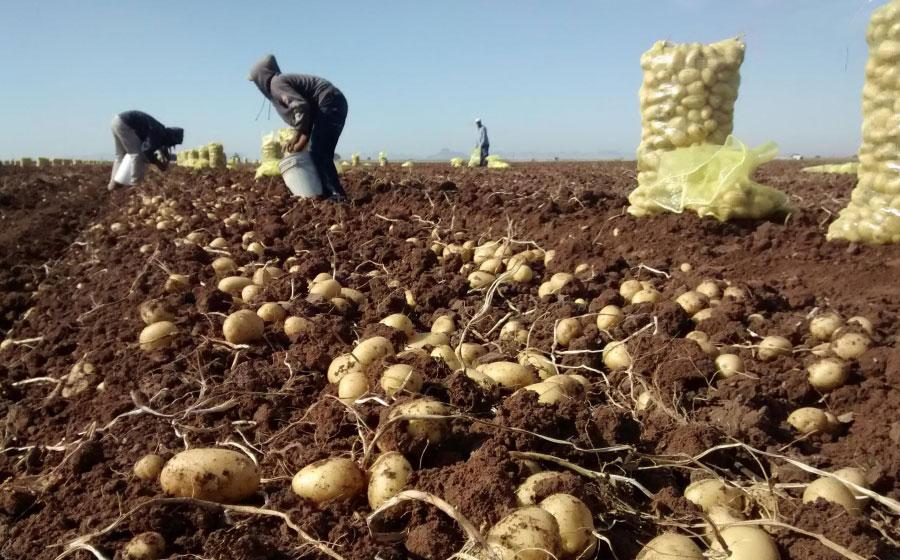 $!El sector agricultura es uno de los afectados por la reducción de la cantidad de horas que las personas pueden trabajar en el exterior.