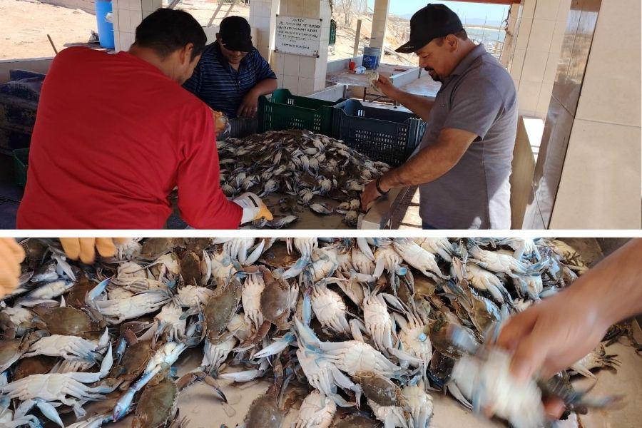 $!Pescadores en Agiabampo, Sinaloa desembarcando jaiba.
