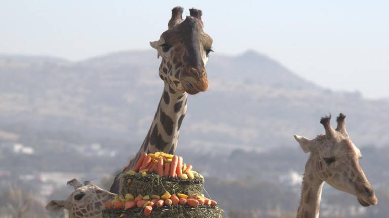 La integración se realizó durante la hora del desayuno de las jirafas, por lo que personal del parque preparó un pastel con alfalfa, zanahoria y manzanas.
