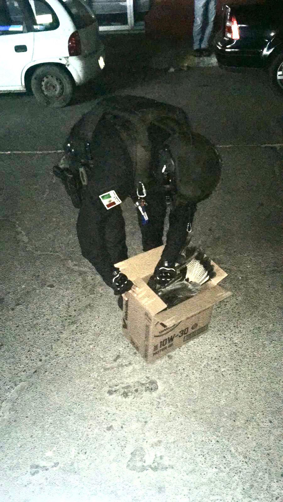 $!Recogen policías al quelele y lo llevan al Acuario Mazatlán