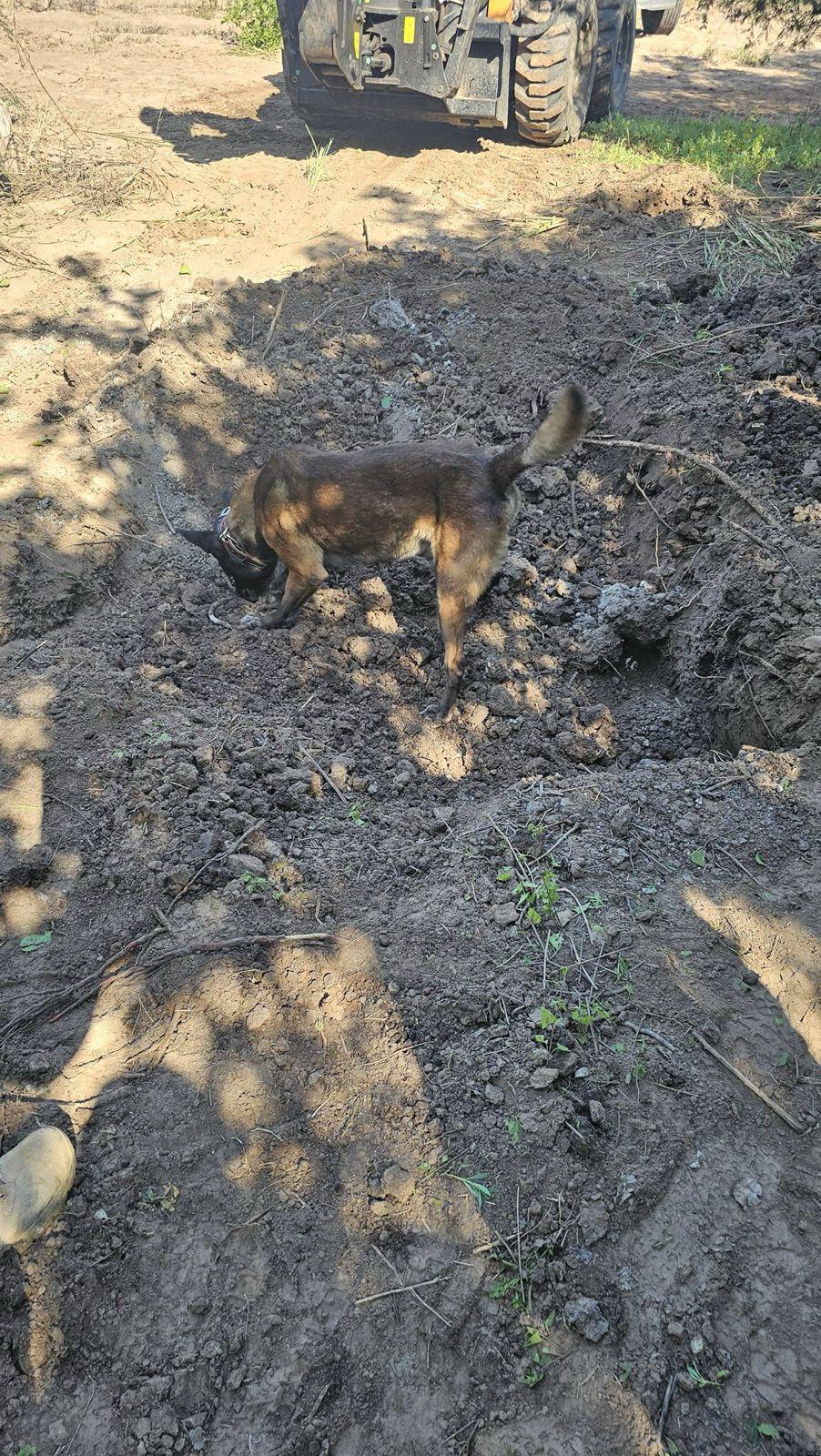 $!Registran dos búsquedas positivas colectivo de buscadoras