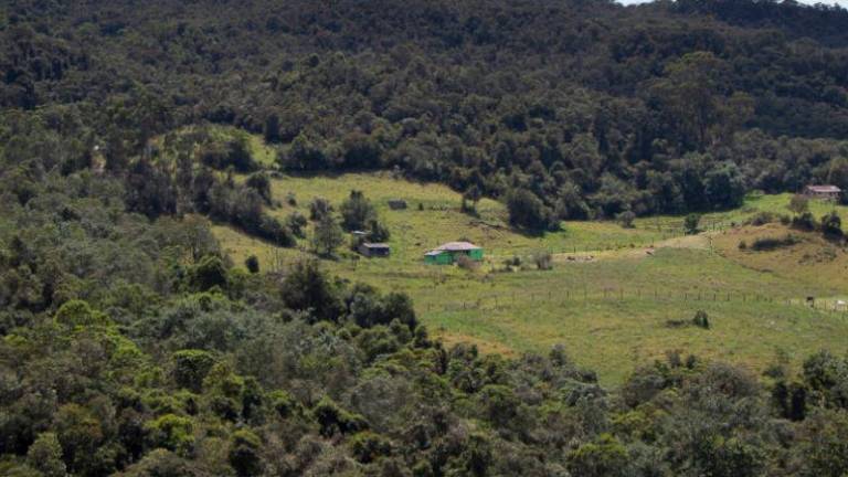 Bosques Tropicales: cada día es más urgente su conservación