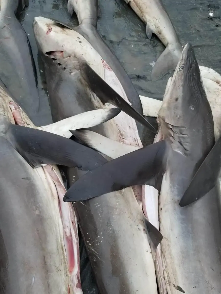 $!Científicos proponen extender áreas marinas protegidas para preservar de la pesca al tiburón sedoso