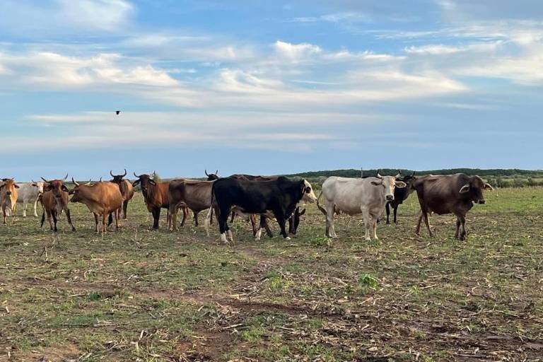 Lluvias en Sinaloa aumentaron producción de forrajes un 50%: Unión Ganadera