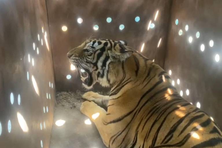 Rescatan a otra tigresa de bengala en Culiacán durante crisis de violencia en Sinaloa