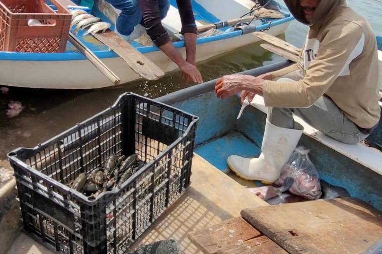 Los ‘langostinos’: crustáceos de la presa Sanalona que alimentan a los pescadores porque la gente no los compra